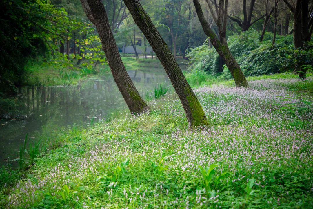 蓼花盛放成海，扬州又多了一处赏秋秘境