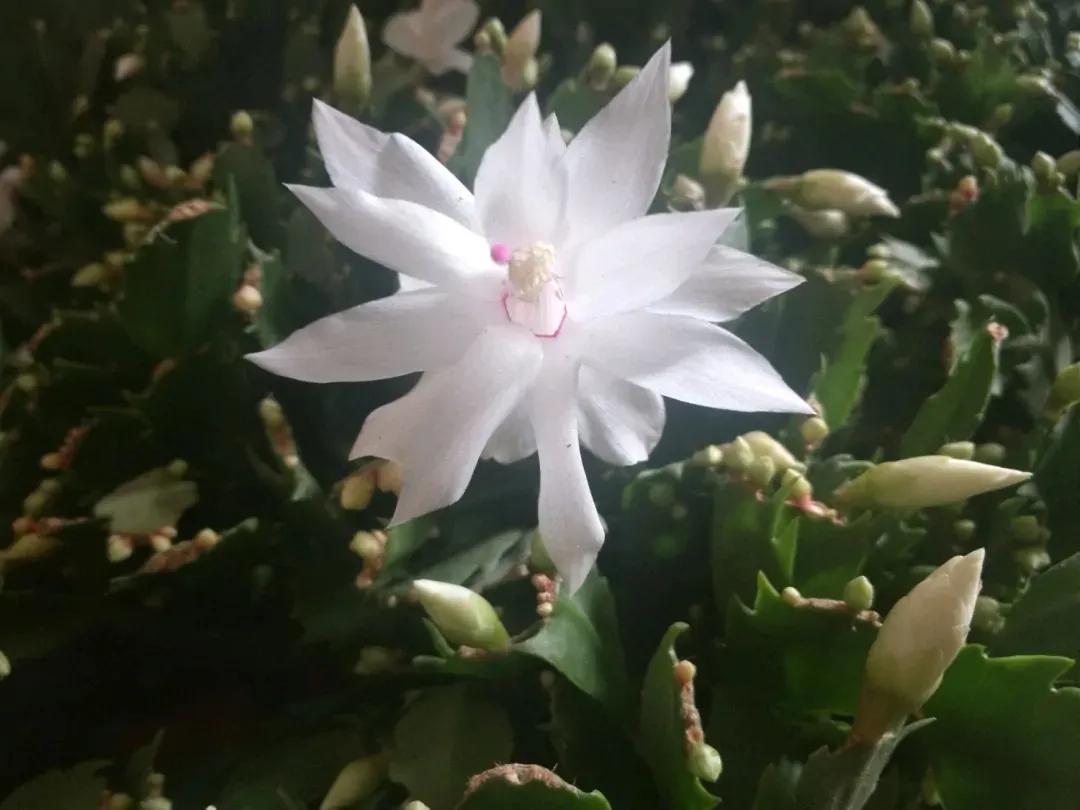 蟹爪兰20棵,有20株蟹爪兰适合多大的盆