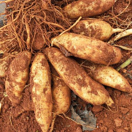 10种果子图片大全,100种果子介绍