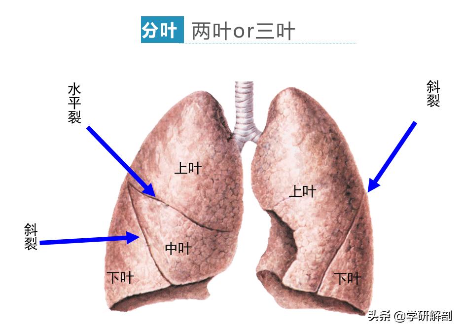 感染新冠的肺解剖图,第一例新冠肺炎解剖病例