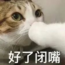 新手养猫指南猫咪长肉发腮攻略,猫咪基础体检和新猫体检
