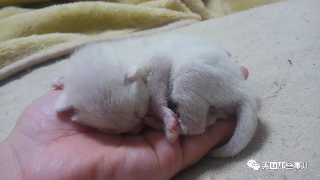 养暹罗等于养好几种猫,重庆暹罗猫变黑了还能白回来吗