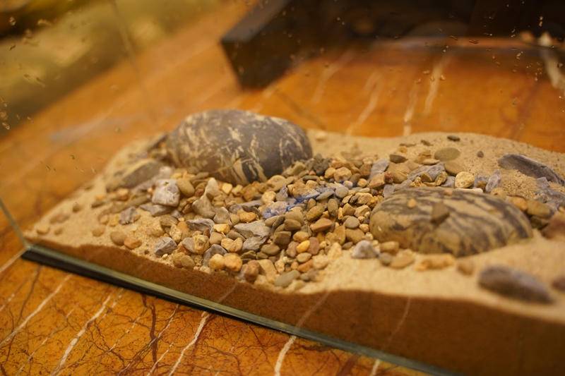 小佩起源纪鱼缸过滤怎么样,小佩起源纪鱼缸