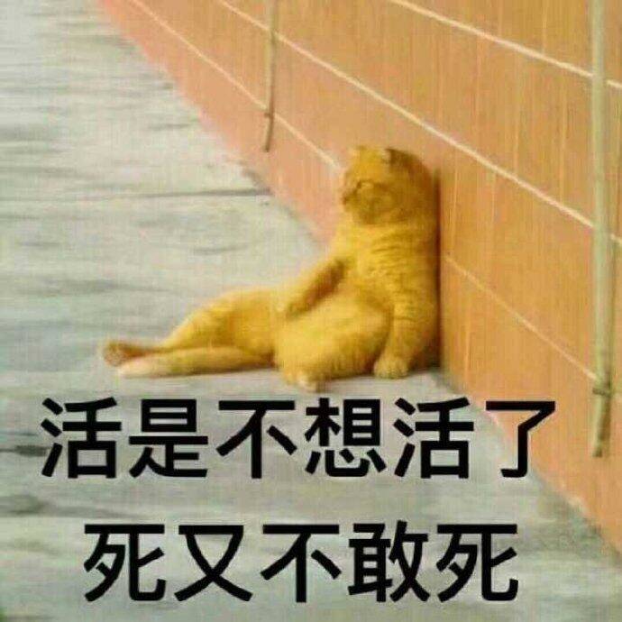 什么鸡汤补肾最好,什么鸡汤可以补肾