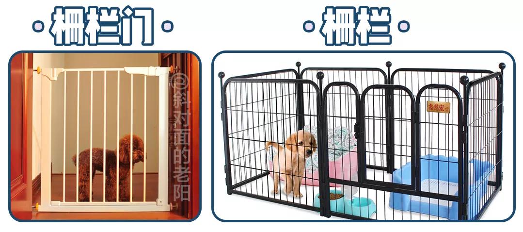 萌新应该养什么便宜宠物狗,萌新怎么入门宠物技能