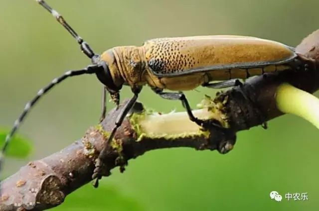 防治果园天牛最佳方法,天牛综合防治知识