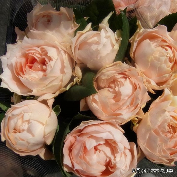 新手月季种植手册,牢记这6点,不死苗、开花多。新手收藏备用