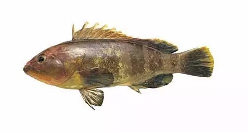 目前最顶级的海鲜鱼,世界上最顶级的海产鱼类