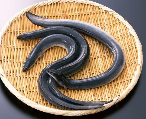 日本鳗鲡,日本鳗鲡介绍