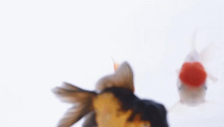 灏忕背鏅鸿兘鎶曞杺楸肩几,灏忕背绫冲鏅鸿兘楸肩几鎬庝箞鎺у埗鐏厜