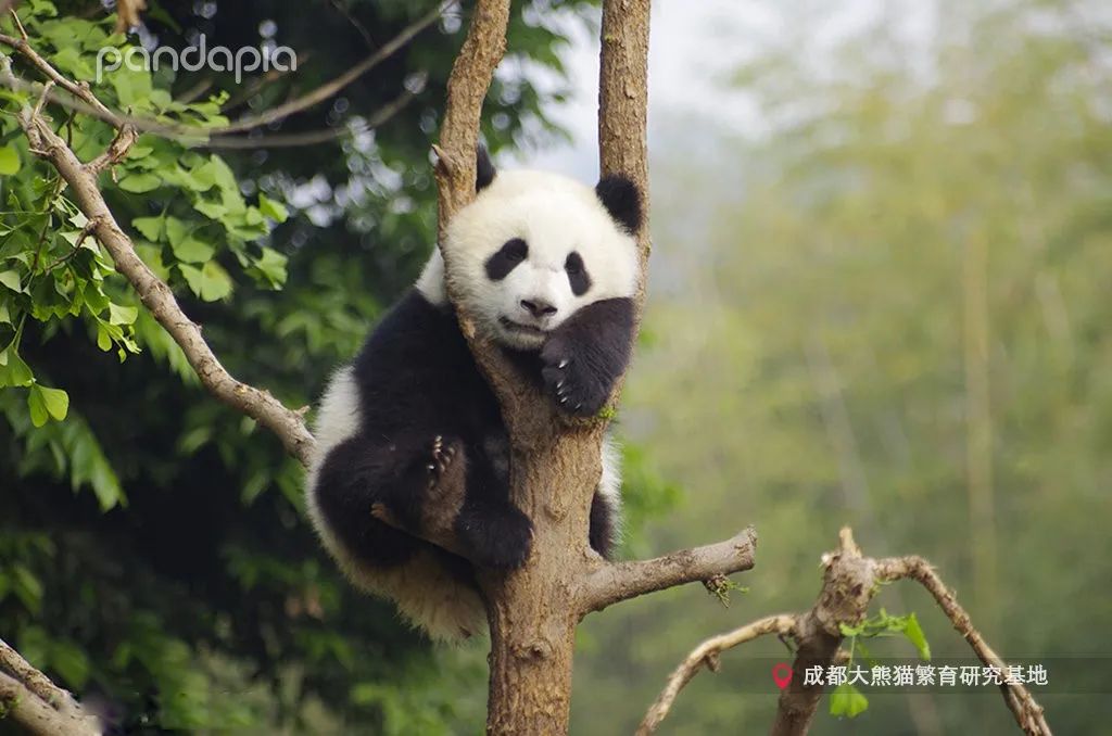 挂树的正确方法,猴子挂树姿势