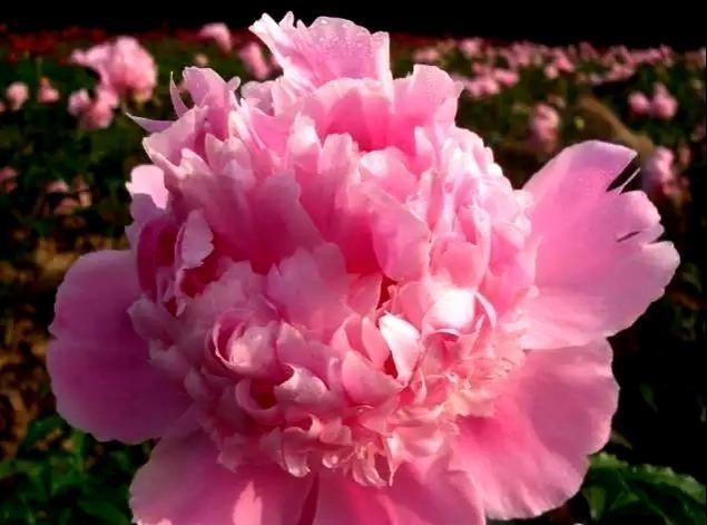 芍药花开季节花香四溢,芍药花开鸟语花香