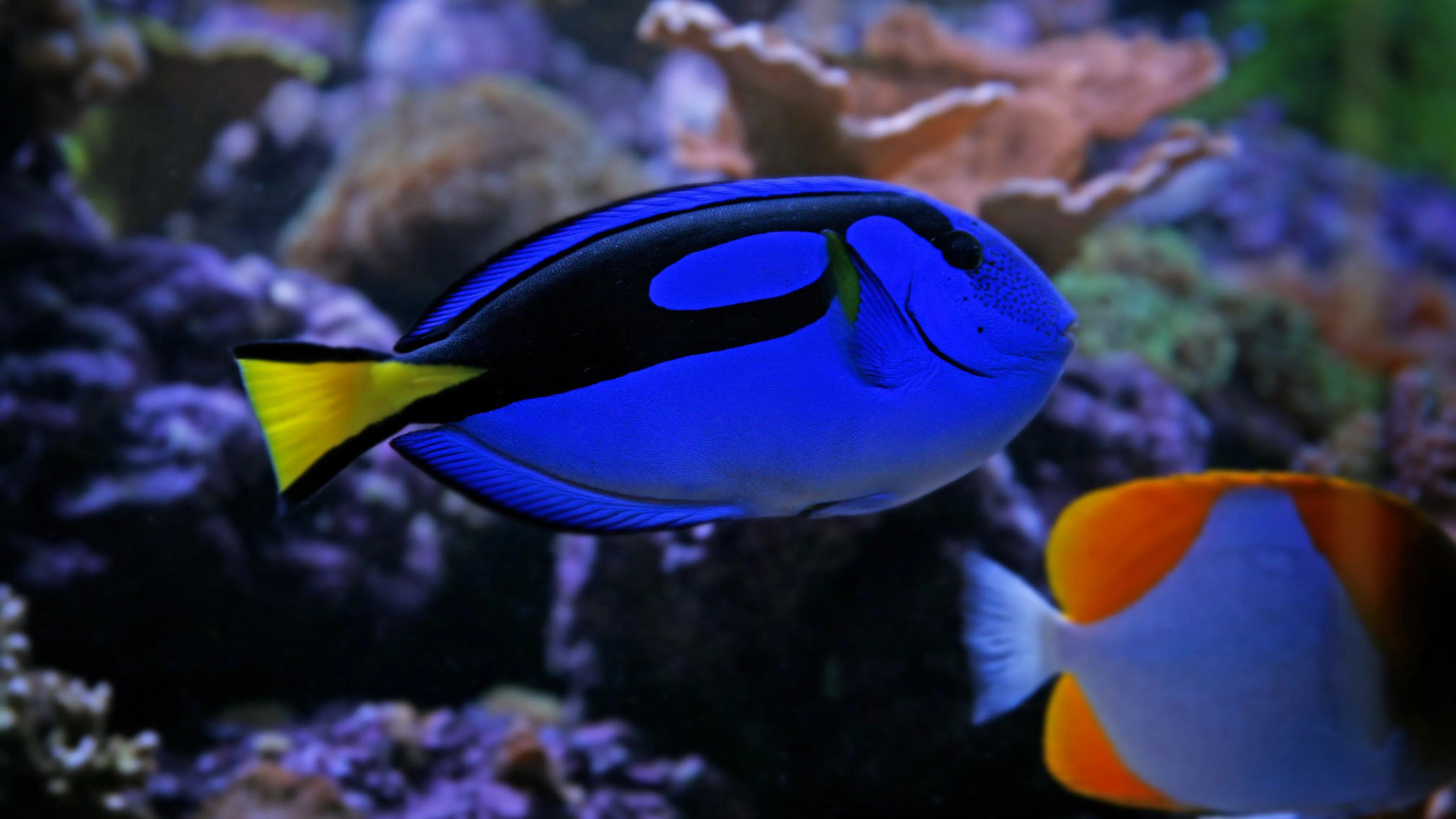 如何饲养海水观赏鱼,如何饲养海水生物