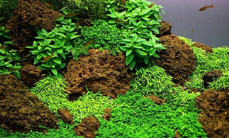 前景最好的水草造景,绿菊花水草水族箱活体造景