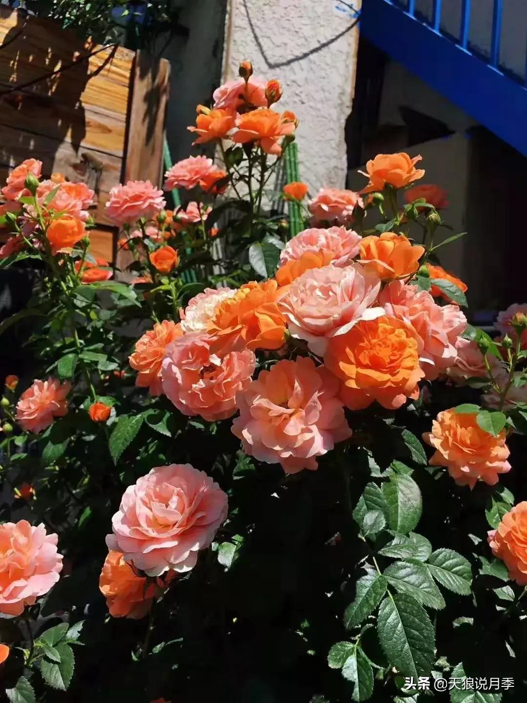 露台打造花海,她用10年改造庭院