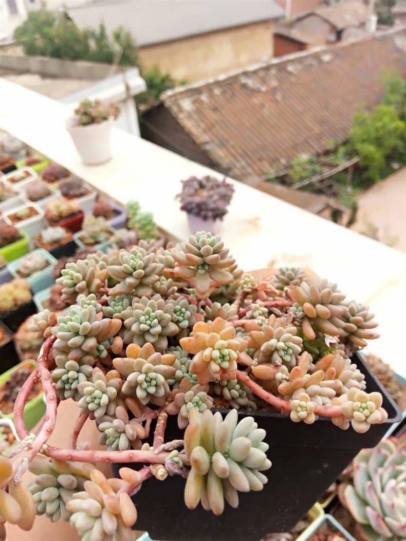 多肉万重山怎样养开花,多肉天台露养视频