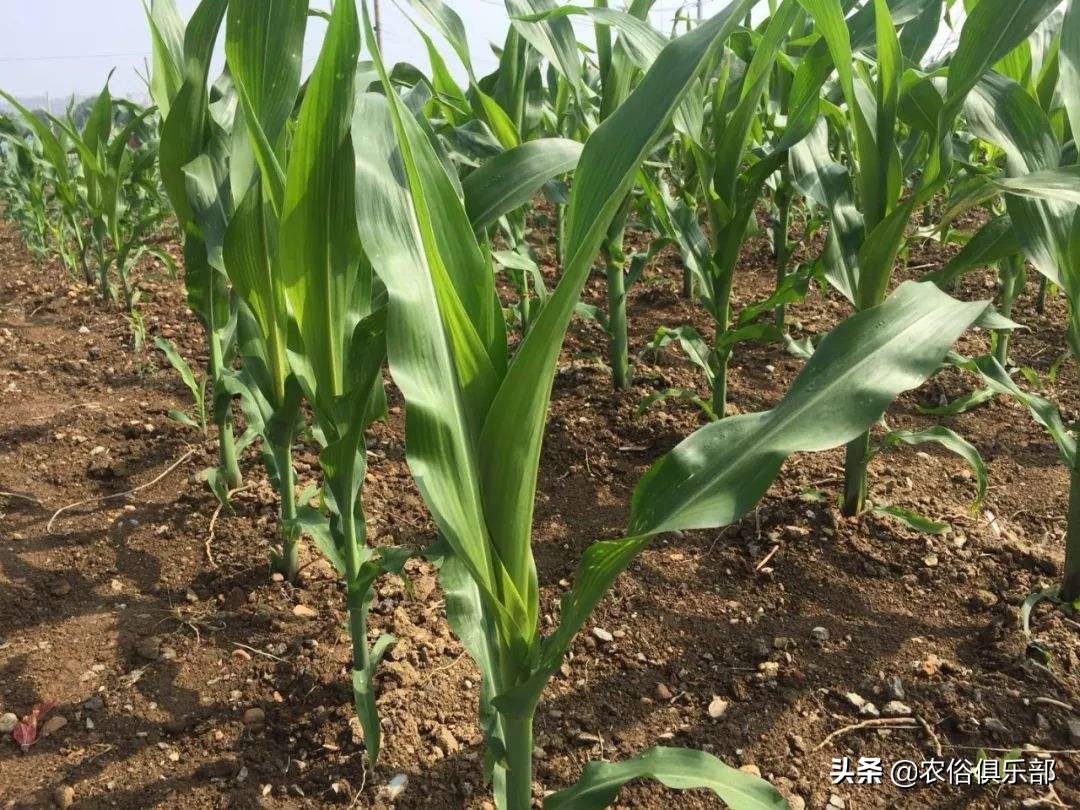 四月十二下雨谚语,四月十二的农谚