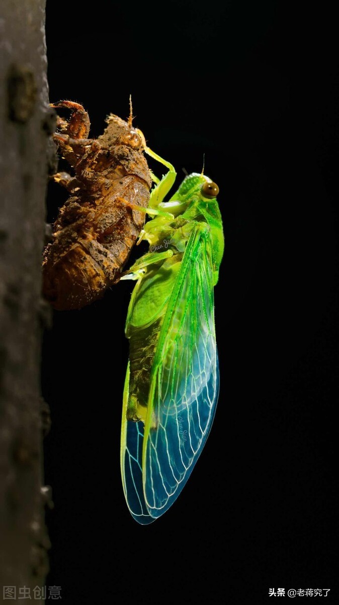 各种鸣虫的叫声和饲养,冬季常见的鸣虫有哪些
