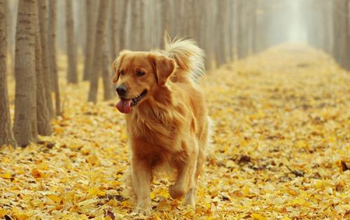 如何把金毛惹生气,把金毛惹急了会怎么样