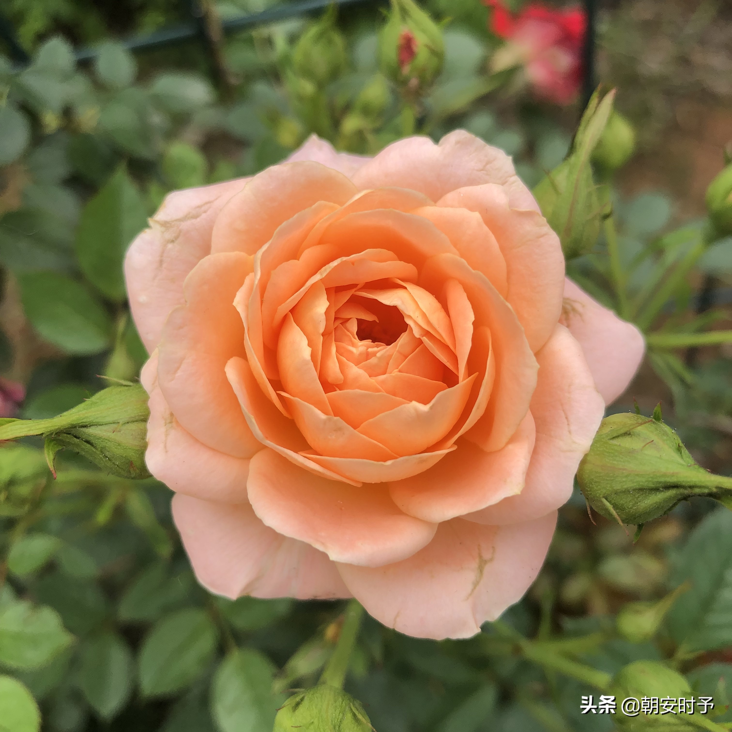 疫情中的武汉美景,大好河山武汉市