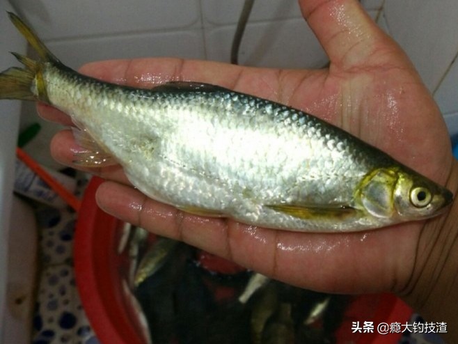 如何更好的钓小白条,钓白条的正确方法和技术