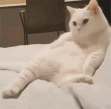 只有养猫才觉得自己是个中产阶级,中产阶级养猫