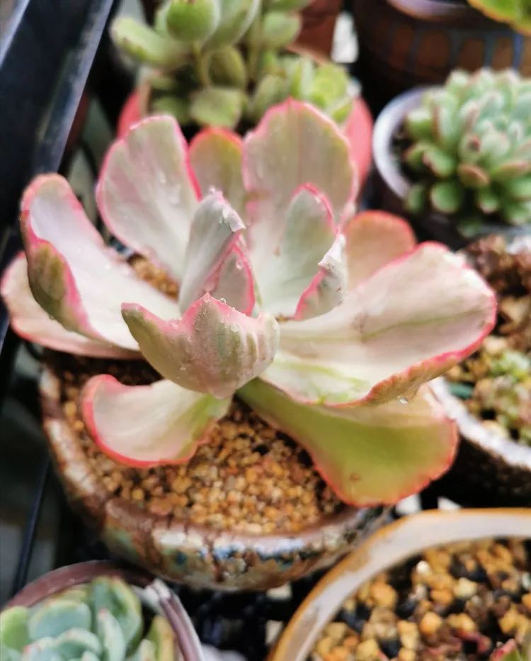 人生就像养多肉一样,人生如同养多肉时间不会怠慢