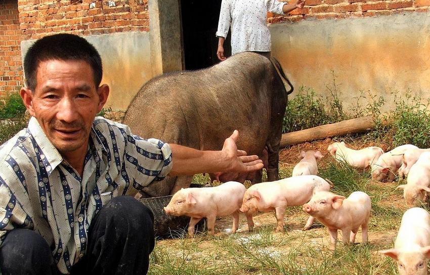 猪价涨饲料会涨吗,猪价上涨饲料价格