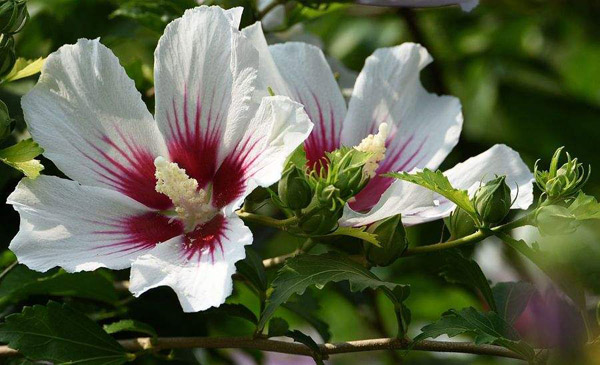 木槿花叶子发黄怎么办,木槿花叶子发黄什么原因