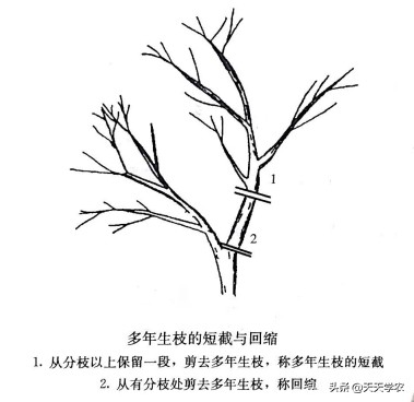 修剪果树什么是短截什么是回缩,苹果树剪枝短截和回缩有什么区别