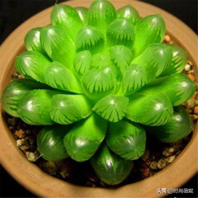 看看多肉萌新“水贴吧”的专业“10句黑话”，时常唬住“*江老**湖”