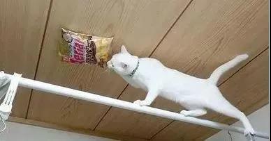 哈士奇剃发前后,哈士奇剃了两道杠