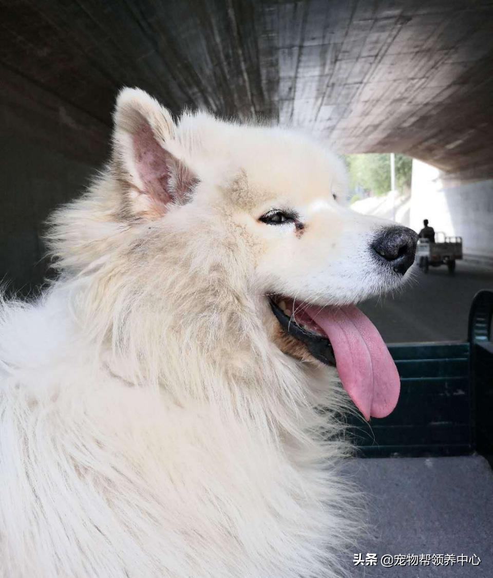 除夕，身上恶臭的萨摩耶在家门口流浪：为什么要抛弃我？