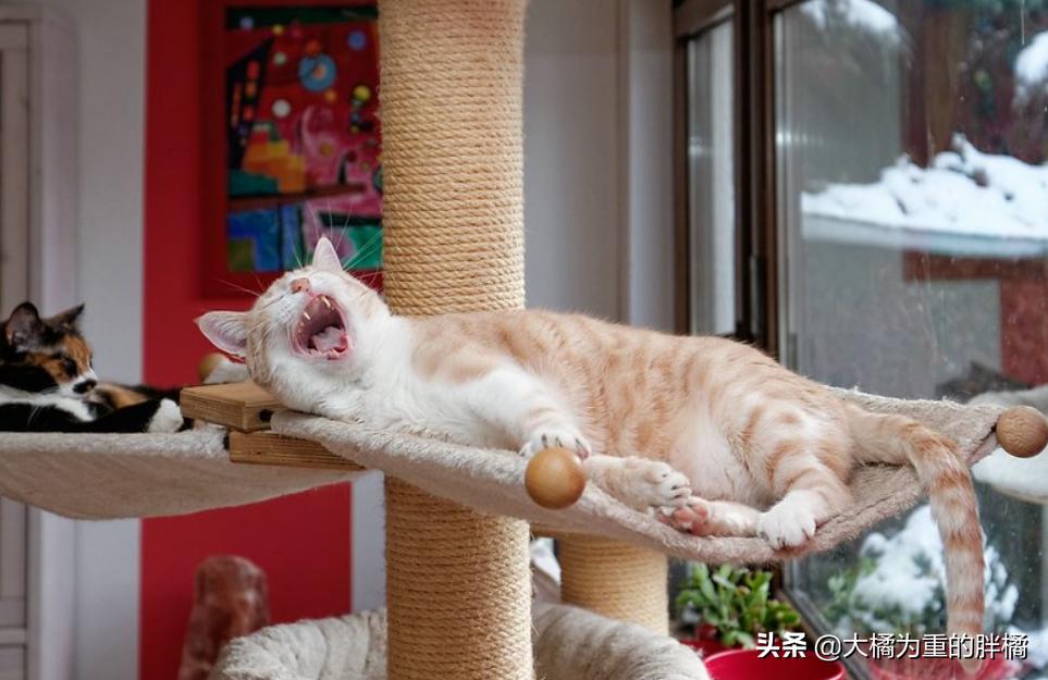 懒猫是如何养成的,怎么训练懒猫性格