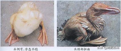 春季鸡鸭传染病,鸡鸭共同感染的传染病有哪些