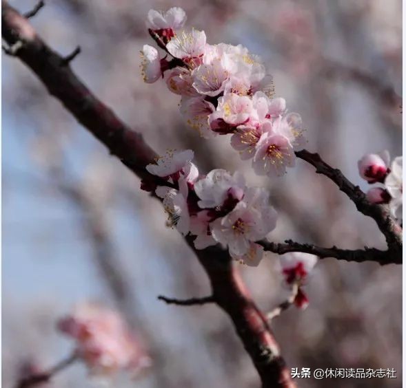 品酒笔记葡萄美酒仍无色,品酒笔记14款常见的优质口粮酒