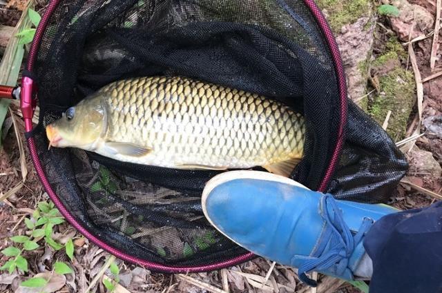 初冬野钓鲫鲤鱼饵料配方,冬季水库野钓钓鱼技巧视频