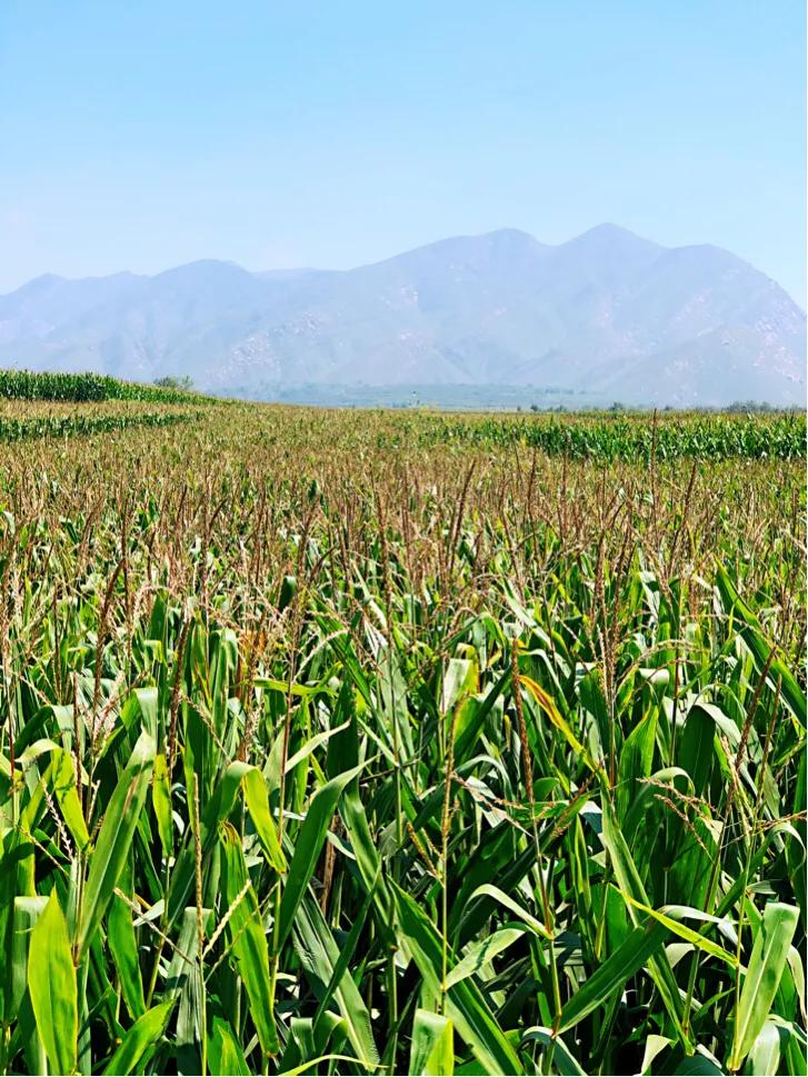 滹沱河畔冬日美景,滹沱河边漫步赏美景
