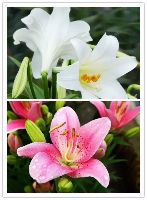 北方喜阴的室内植物花卉有哪些,喜阴耐寒的室外花卉植物有哪些