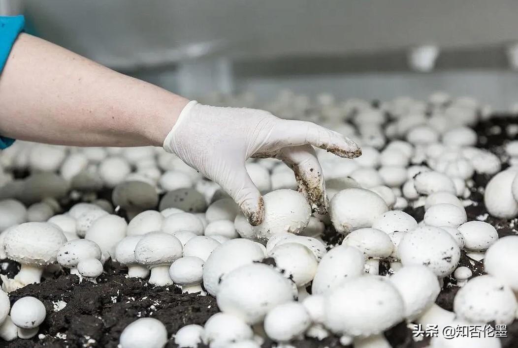 2024年返乡创业可以做什么项目,年轻人在农村创业投资十大好项目