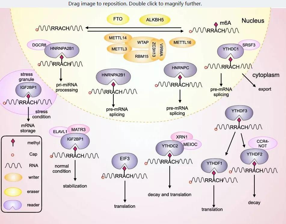 双刃剑m6a治疗,肿瘤生物学治疗研究进展