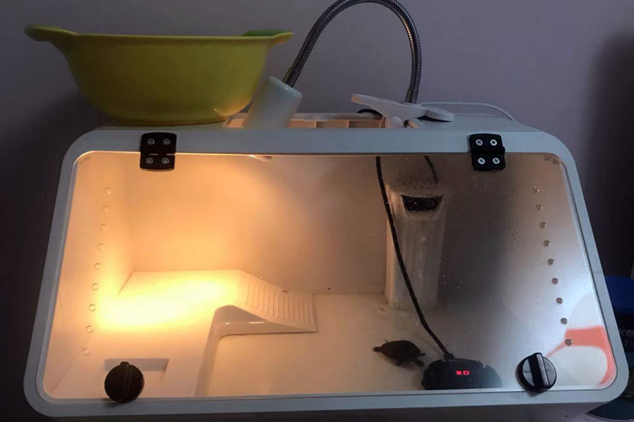 乌龟中暑了会自己好吗,乌龟暴晒中暑