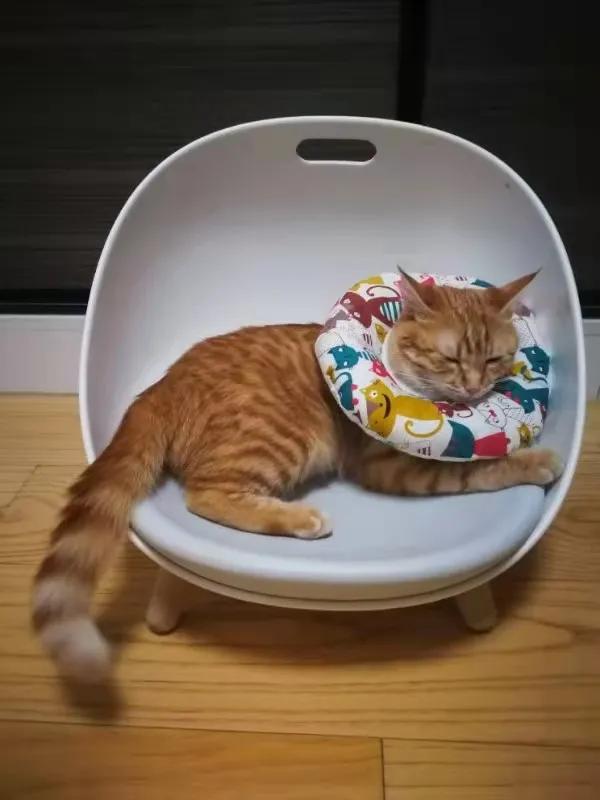 从小养的橘猫还会有野性吗,养橘猫的都是什么人