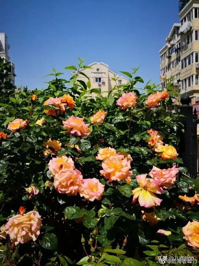 青岛最出名的吃的和玩的地方 (青岛好吃好玩的地方排行榜前十名)