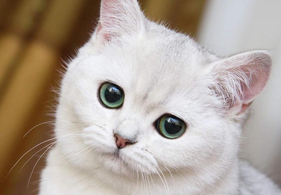 猫的便便有点稀是怎么回事,猫便稀软吃什么药