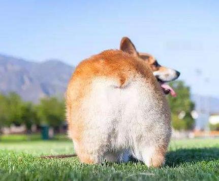 为什么柯基深受英国女王的喜爱,为什么柯基受公狗欢迎