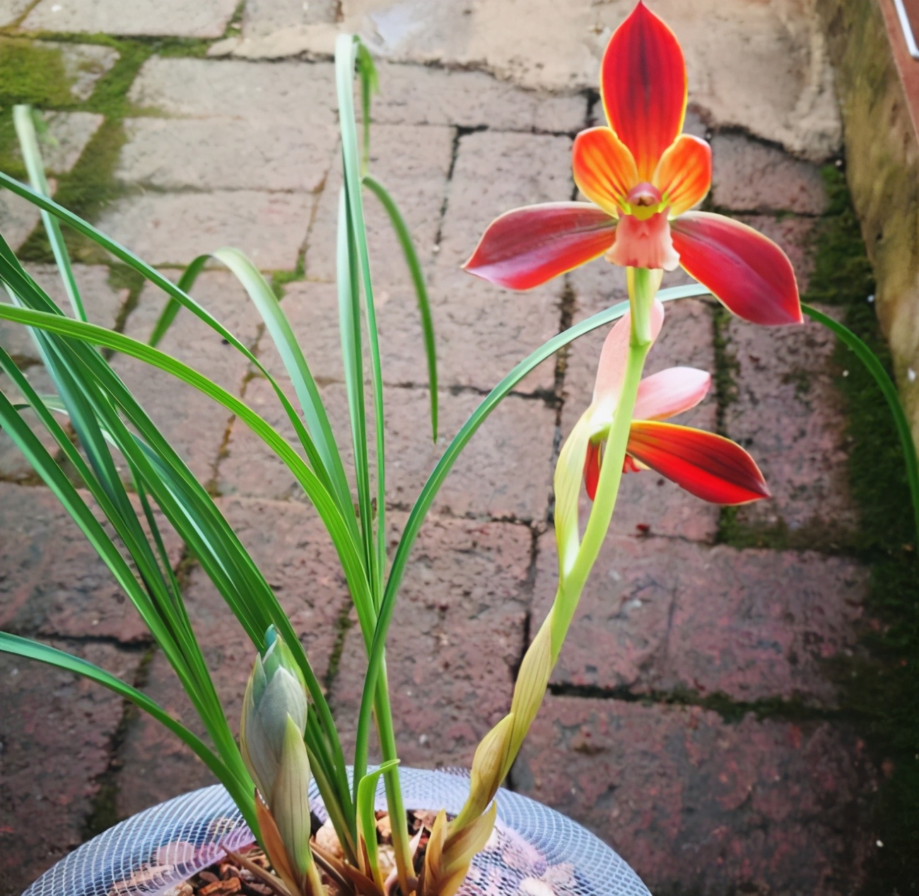 开花多且香的兰花推荐,绿色开花很香的兰花有哪些