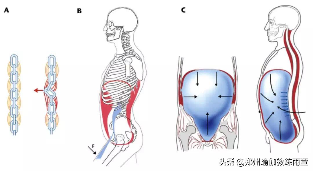 肋骨外翻会有后背疼是怎么回事,右侧肋骨外翻隐痛要警惕三种病