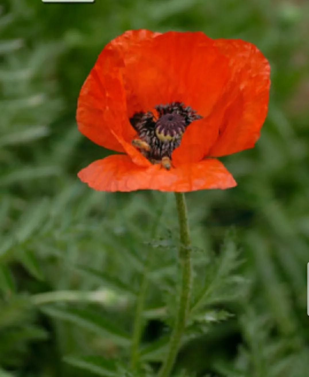 奇葩造型花:头上长草,心中有鬼,白月光。白天不开你非要晚上开