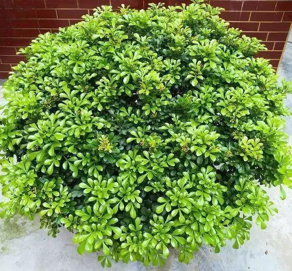 花香的盆栽植物大全,室内适合养哪些有香味的花草植物